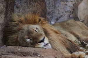 Picture: The Lion Sleeps Tonight by Lawrence Harman, licence CC BY-ND 2.0