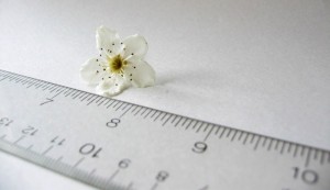 Measuring Beauty by Iaogooll, licence CC BY-SA 2.0