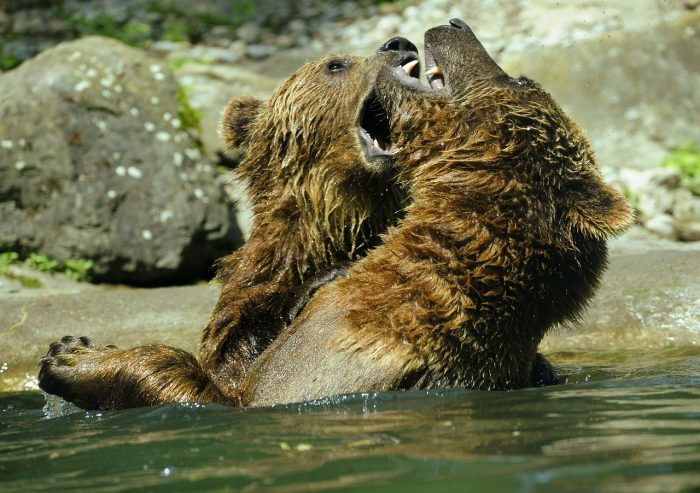 Picture: Bear, Brown Bear by hslergr1, license CC0