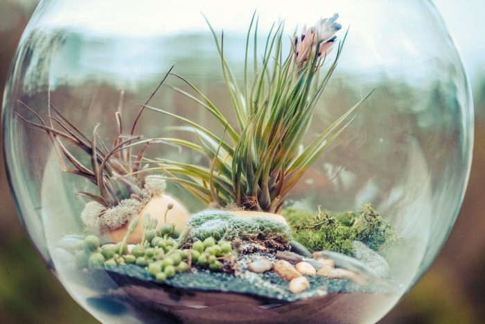 Terrarium by Sonny Abesamis, licence CC BY 2.0